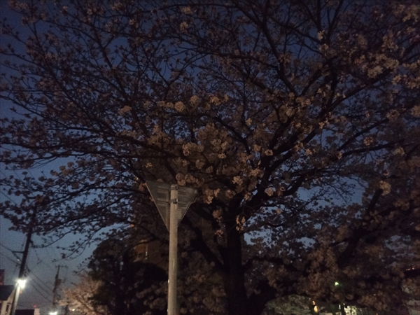 桜開花②