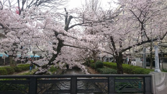 西川　桜