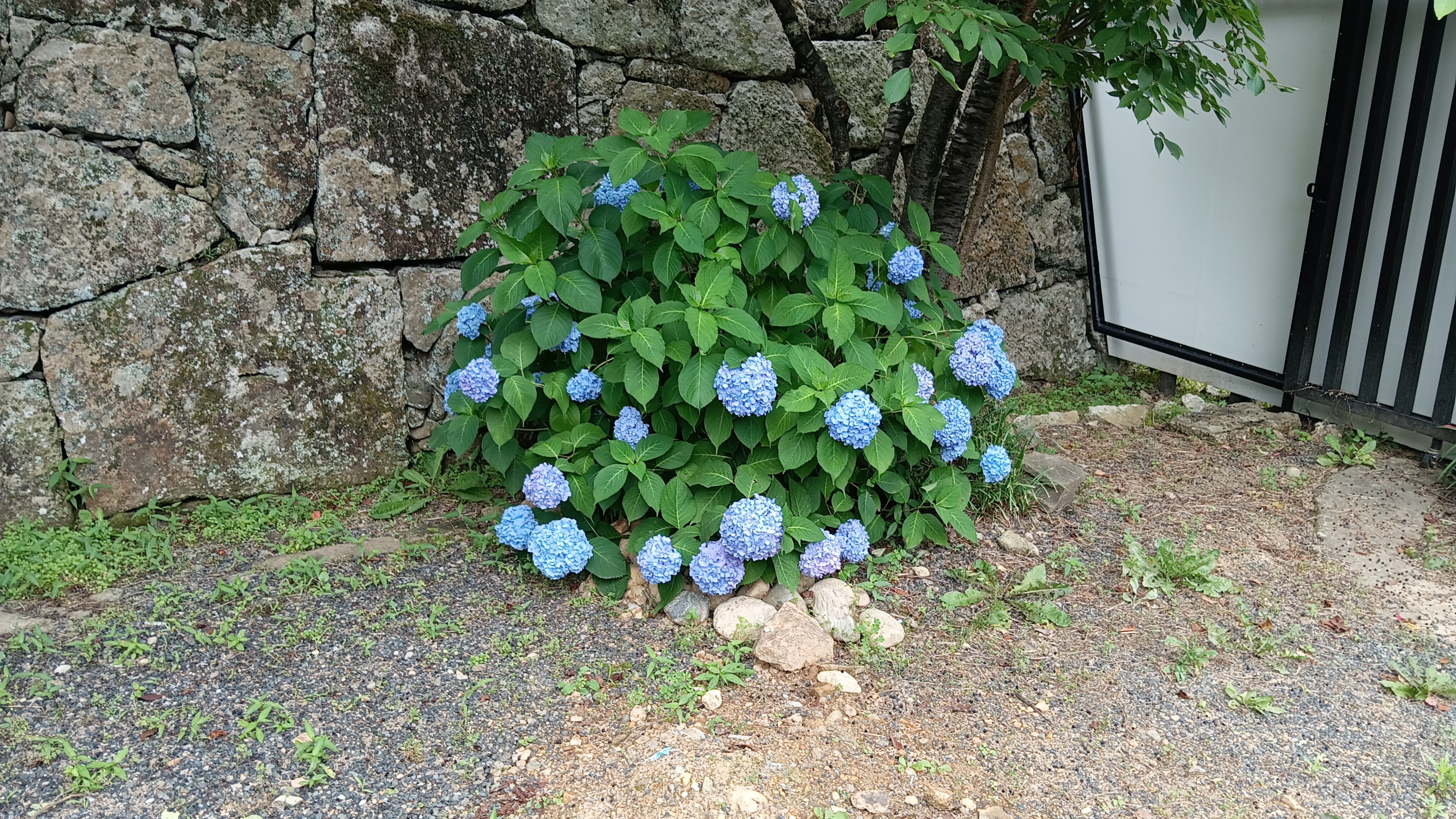 鶴山公園⑥